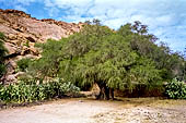 Marocco meridionale - Escursione nella vale di Ameln, tra antichi villaggi berberi. Albero di argan nei pressi di Tafraoute.
